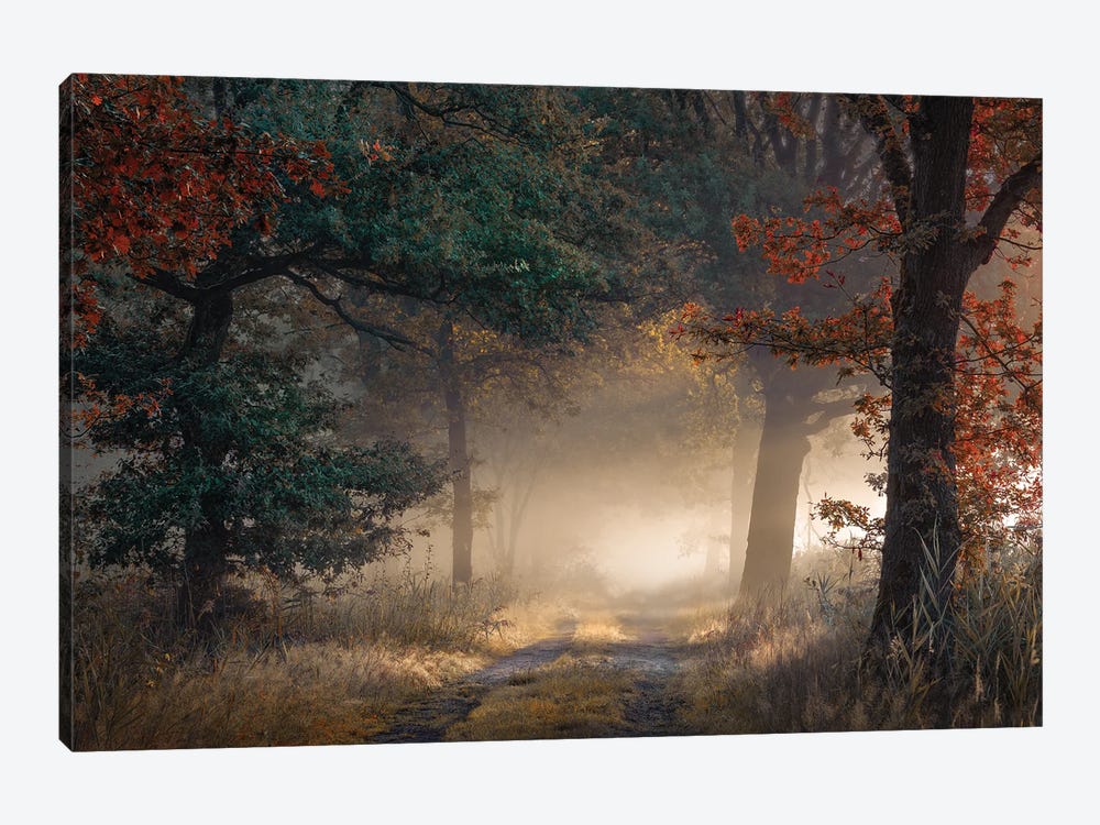 Beginning Of Autumn In A Foggy Forest by Rob Visser 1-piece Canvas Wall Art