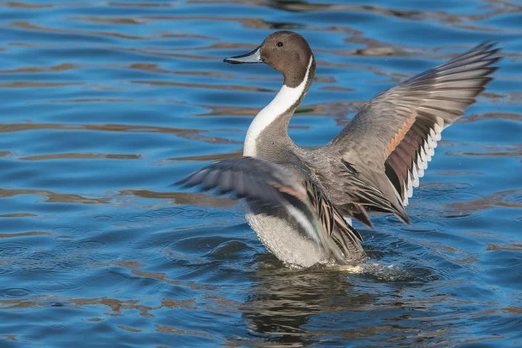 The Northern Pintail Duck