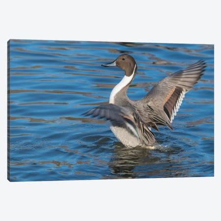 The Northern Pintail Duck Canvas Print #RWR10} by Richard Wright Canvas Wall Art
