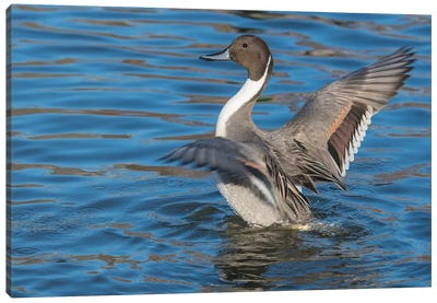 The Northern Pintail Duck Canvas Art Print