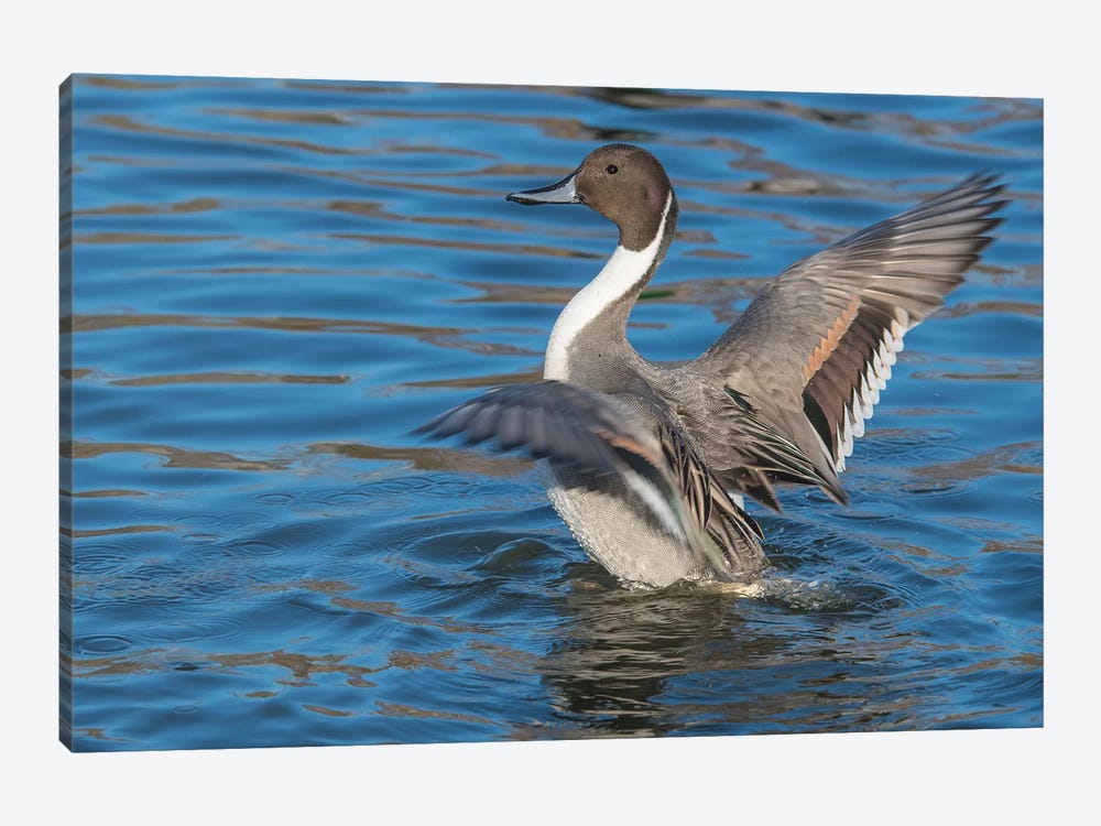 The Northern Pintail Duck by Richard Wright 1-piece Canvas Art