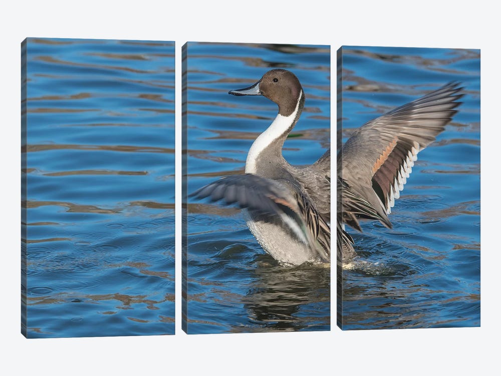 The Northern Pintail Duck by Richard Wright 3-piece Canvas Wall Art