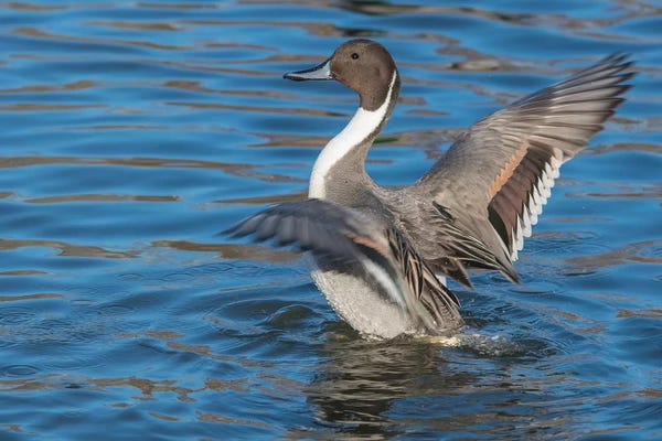 The Northern Pintail Duck