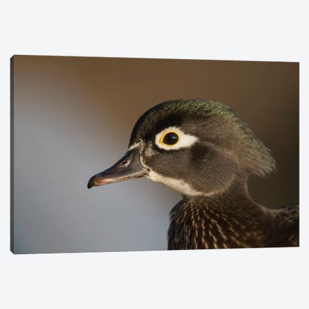 Wood Duck Female, Close-Up Of Head. Canvas Print #RWR11} by Richard Wright Canvas Artwork