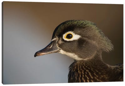 Wood Duck Female, Close-Up Of Head. Canvas Art Print - Duck Art