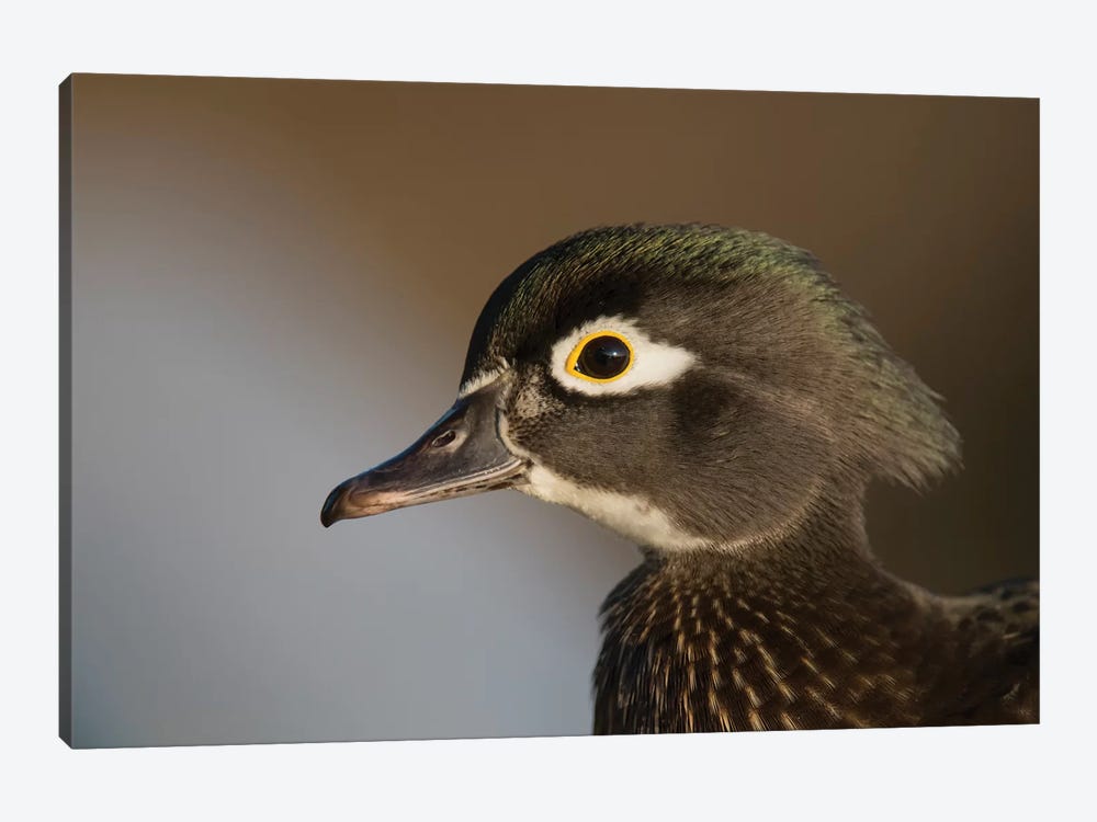 Wood Duck Female, Close-Up Of Head. by Richard Wright 1-piece Canvas Art Print