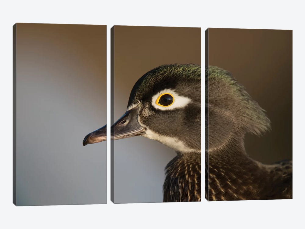 Wood Duck Female, Close-Up Of Head. by Richard Wright 3-piece Canvas Art Print