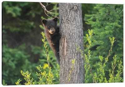 Black Bear Cub In Tree Canvas Art Print - Baby Animal Art