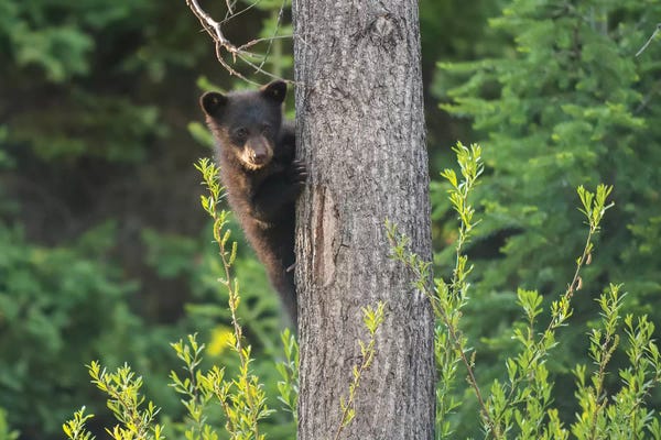 Black Bear Cub In Tree