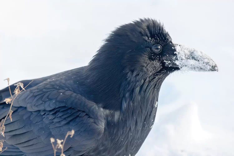 The Common Raven (Northern Raven) Is A Large All-Black Passerine Bird Found Across The Northern Hemisphere.