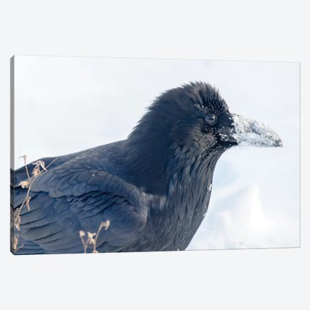 The Common Raven (Northern Raven) Is A Large All-Black Passerine Bird Found Across The Northern Hemisphere. Canvas Print #RWR7} by Richard Wright Canvas Artwork