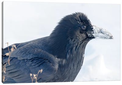 The Common Raven (Northern Raven) Is A Large All-Black Passerine Bird Found Across The Northern Hemisphere. Canvas Art Print - Raven Art