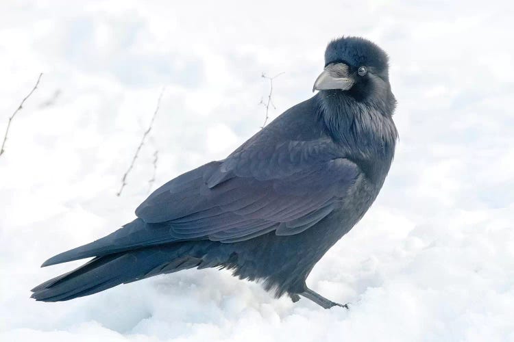 The Common Raven (Northern Raven) Is A Large All-Black Passerine Bird Found Across The Northern Hemisphere.