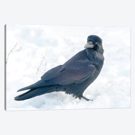 The Common Raven (Northern Raven) Is A Large All-Black Passerine Bird Found Across The Northern Hemisphere. Canvas Print #RWR8} by Richard Wright Art Print
