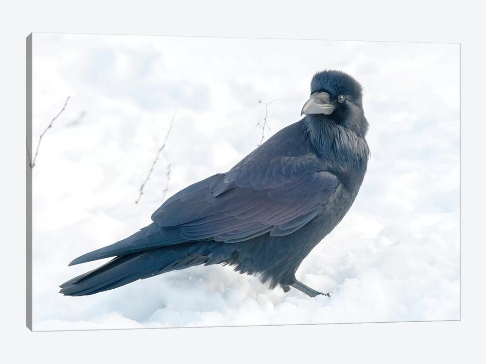 The Common Raven (Northern Raven) Is A Large All-Black Passerine Bird Found Across The Northern Hemisphere. by Richard Wright 1-piece Canvas Print