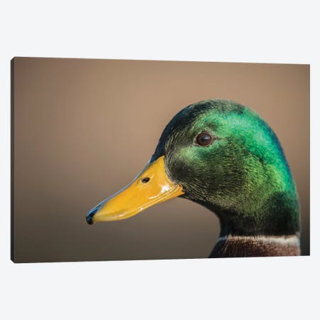 The Mallard Is A Dabbling Duck That Breeds Throughout The Temperate And Subtropical Americas, Eurasia, And North Africa. Canvas Print #RWR9} by Richard Wright Canvas Art Print