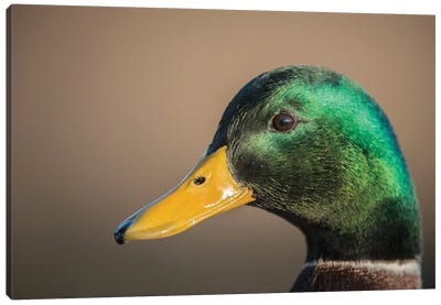 The Mallard Is A Dabbling Duck That Breeds Throughout The Temperate And Subtropical Americas, Eurasia, And North Africa. Canvas Art Print