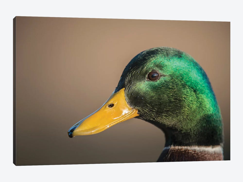 The Mallard Is A Dabbling Duck That Breeds Throughout The Temperate And Subtropical Americas, Eurasia, And North Africa. by Richard Wright 1-piece Canvas Wall Art
