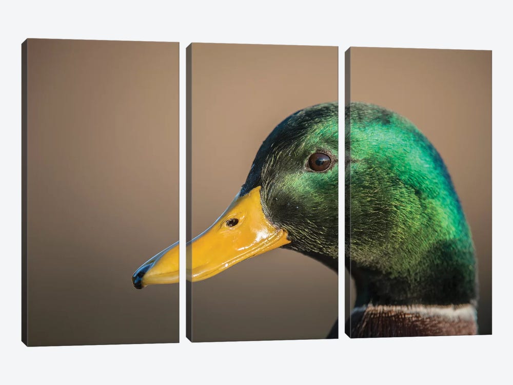 The Mallard Is A Dabbling Duck That Breeds Throughout The Temperate And Subtropical Americas, Eurasia, And North Africa. by Richard Wright 3-piece Canvas Art