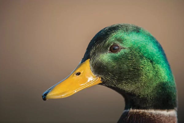 Richard Wright: The Mallard Is A Dabbling Duck That Breeds Throughout The Temperate And Subtropical Americas, Eurasia, And North Africa. by Richard Wright