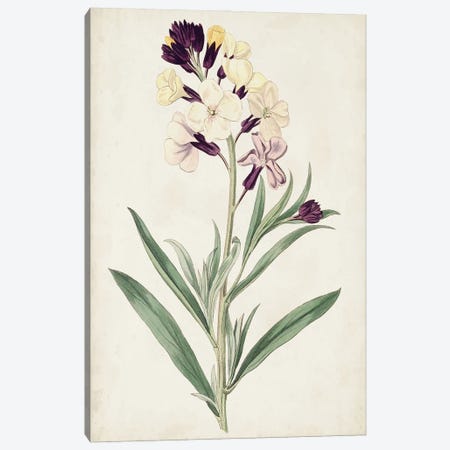 Antique Botanical Collection VII Canvas Print #RWY10} by Ridgeway Art Print