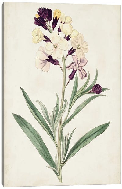 Antique Botanical Collection VII Canvas Art Print