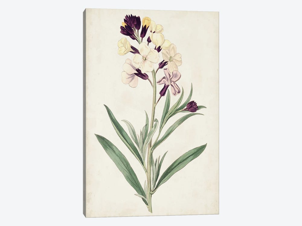Antique Botanical Collection VII by Ridgeway 1-piece Canvas Print