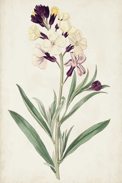 Botanical Illustrations: Antique Botanical Collection VII by Ridgeway