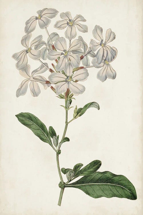 Antique Botanical Collection VIII