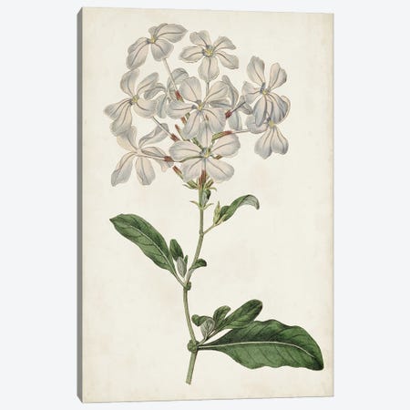 Antique Botanical Collection VIII Canvas Print #RWY11} by Ridgeway Canvas Print