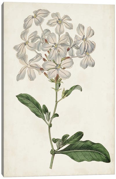 Antique Botanical Collection VIII Canvas Art Print