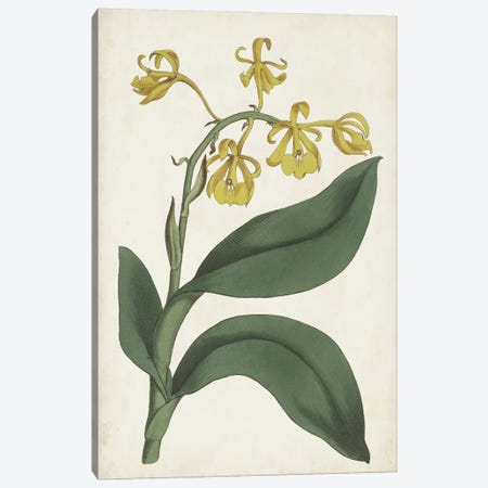 Antique Botanical Collection X Canvas Print #RWY12} by Ridgeway Art Print