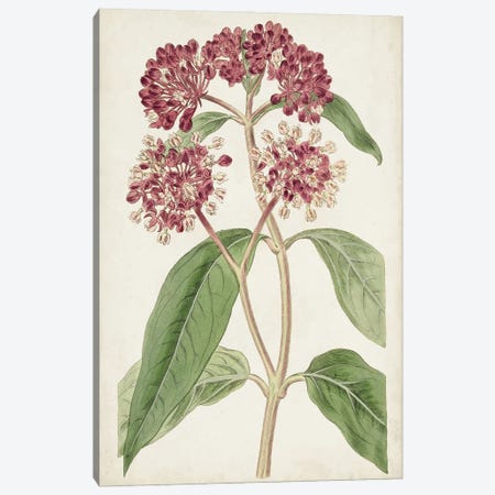 Antique Botanical Collection XI Canvas Print #RWY13} by Ridgeway Canvas Print