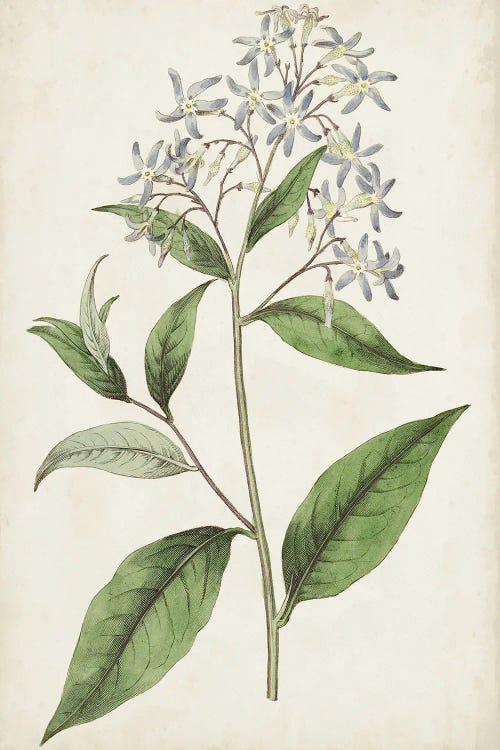 Antique Botanical Collection XII