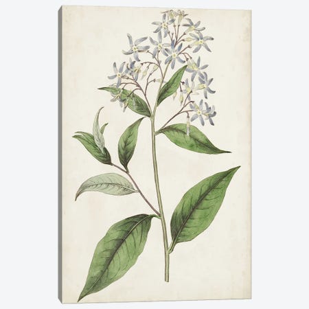 Antique Botanical Collection XII Canvas Print #RWY14} by Ridgeway Canvas Art