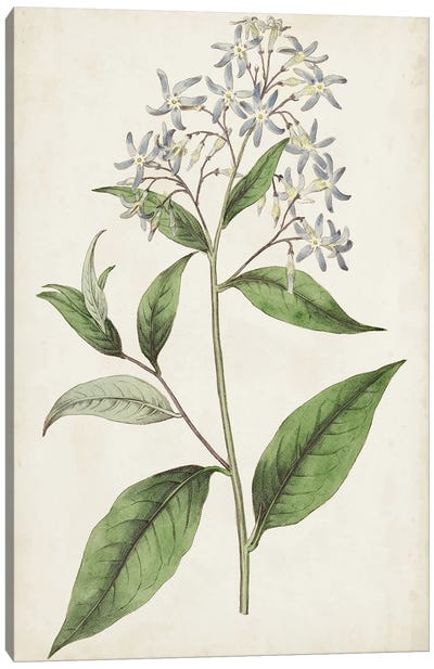 Antique Botanical Collection XII Canvas Art Print