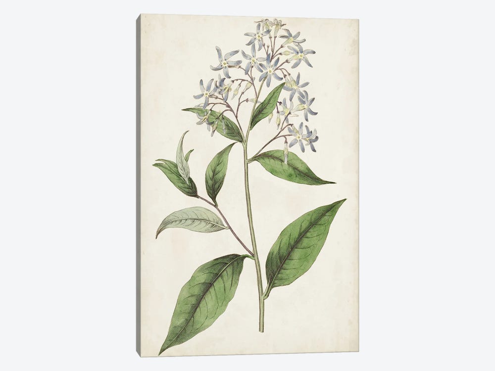 Antique Botanical Collection XII by Ridgeway 1-piece Canvas Art Print