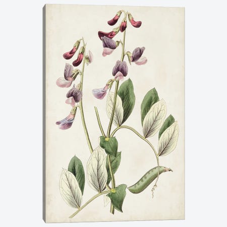 Antique Botanical Collection I Canvas Print #RWY1} by Ridgeway Canvas Wall Art