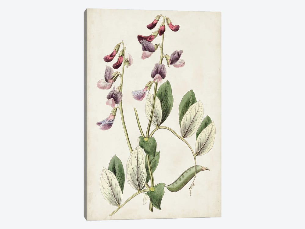 Antique Botanical Collection I 1-piece Canvas Print