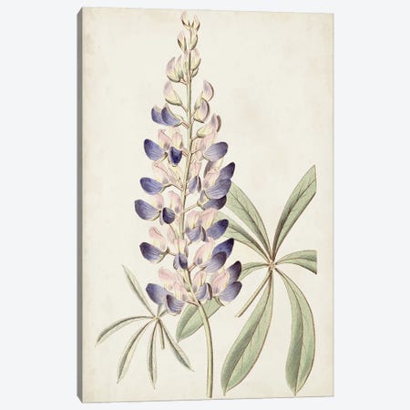 Antique Botanical Collection II Canvas Print #RWY2} by Ridgeway Canvas Artwork