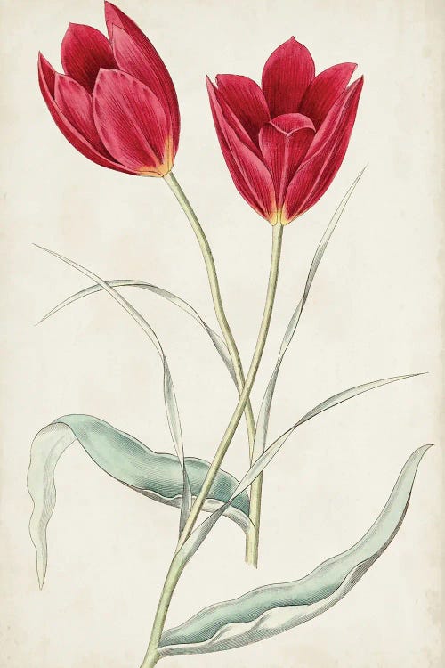 Antique Botanical Collection III