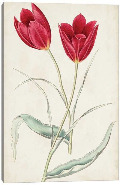 Antique Botanical Collection III Canvas Art Print