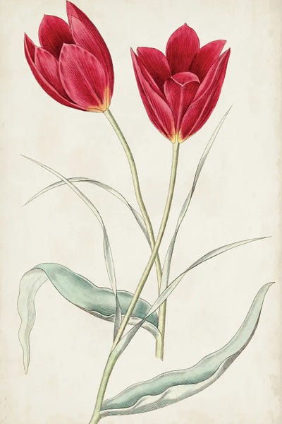 Tulips: Antique Botanical Collection III by Ridgeway