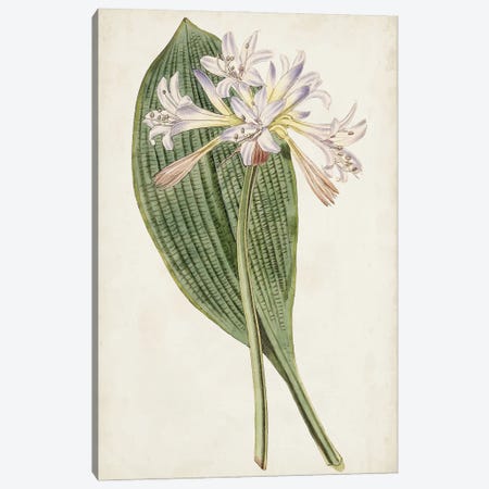 Antique Botanical Collection IV Canvas Print #RWY5} by Ridgeway Art Print