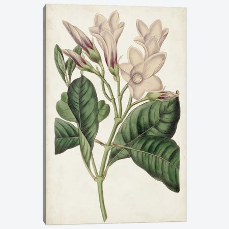 Antique Botanical Collection IX Canvas Print #RWY6} by Ridgeway Canvas Print