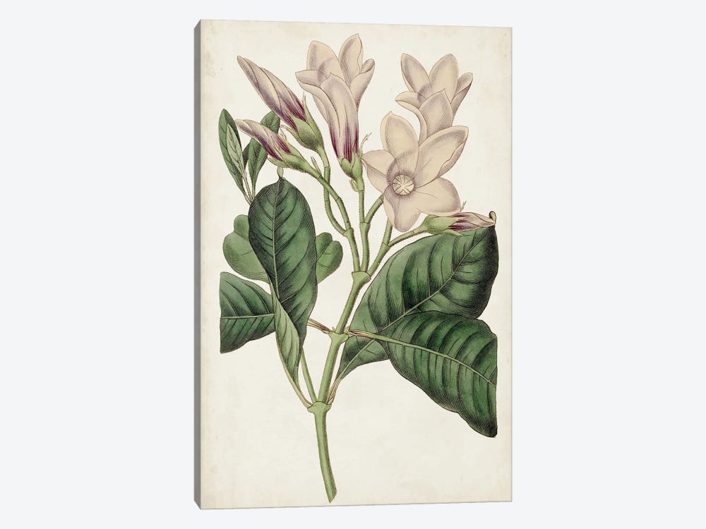 Antique Botanical Collection IX by Ridgeway 1-piece Canvas Art