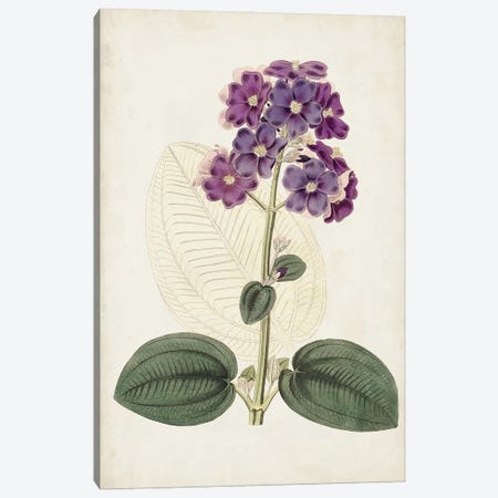 Antique Botanical Collection V Canvas Print #RWY7} by Ridgeway Canvas Print