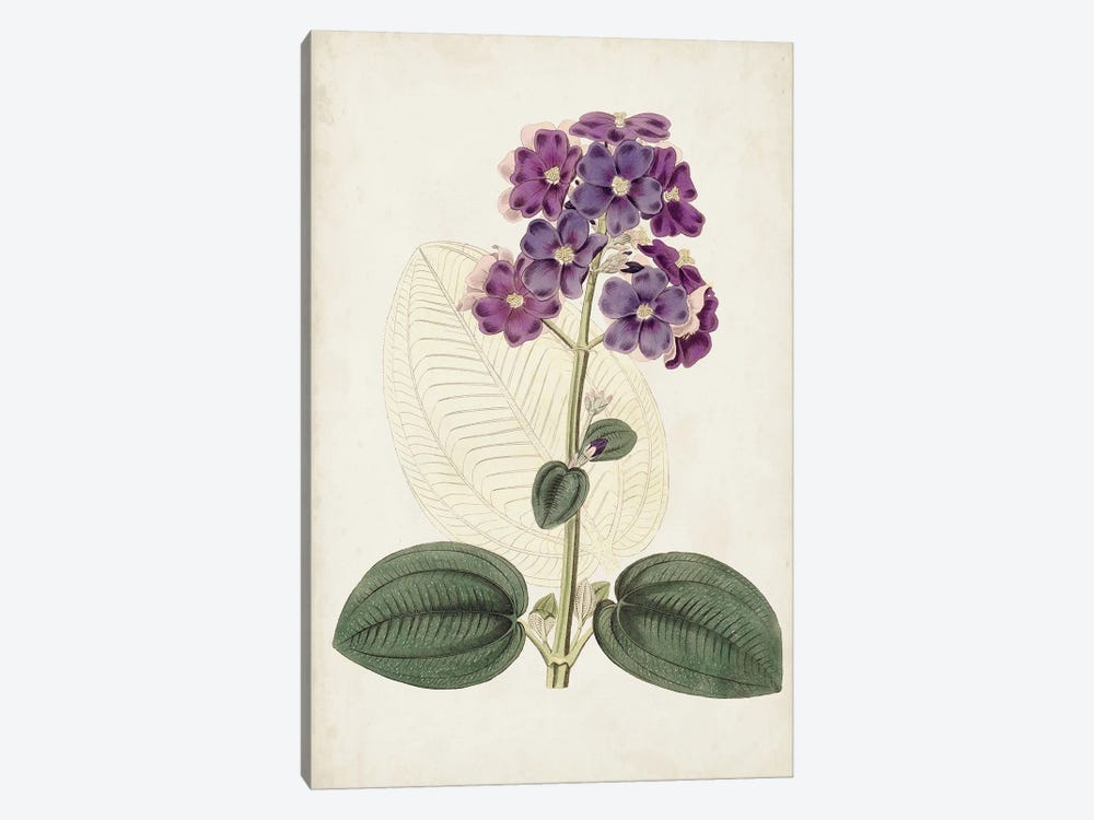 Antique Botanical Collection V by Ridgeway 1-piece Canvas Print