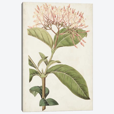 Antique Botanical Collection VI Canvas Print #RWY9} by Ridgeway Canvas Art