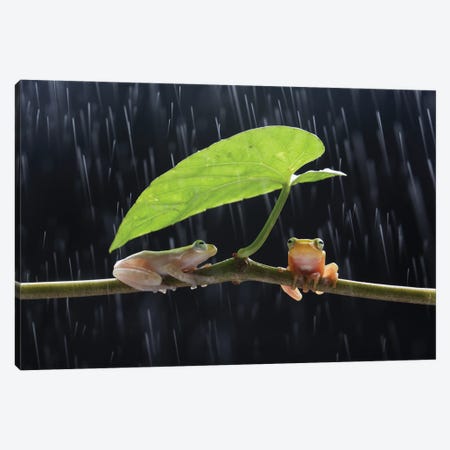 Frogs In The Rain Canvas Print #RYG28} by Robin Yong Canvas Print